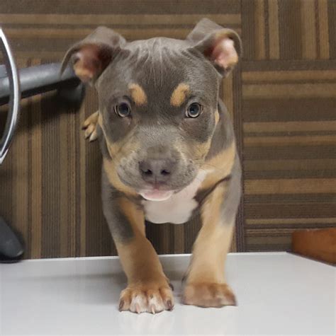 tri color pitbull puppy for sale|tri color pitbull price.